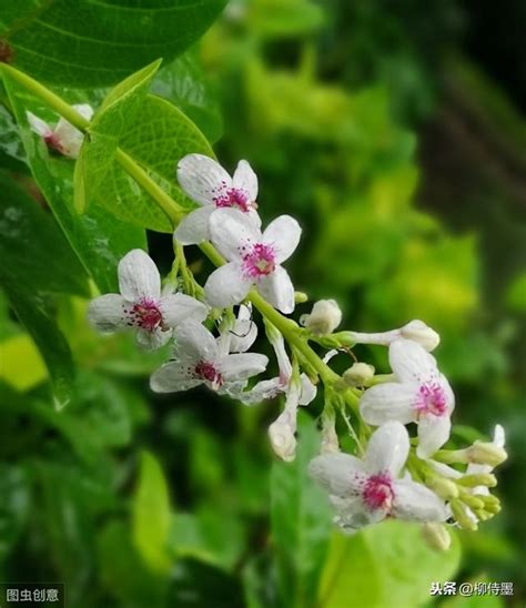 子花